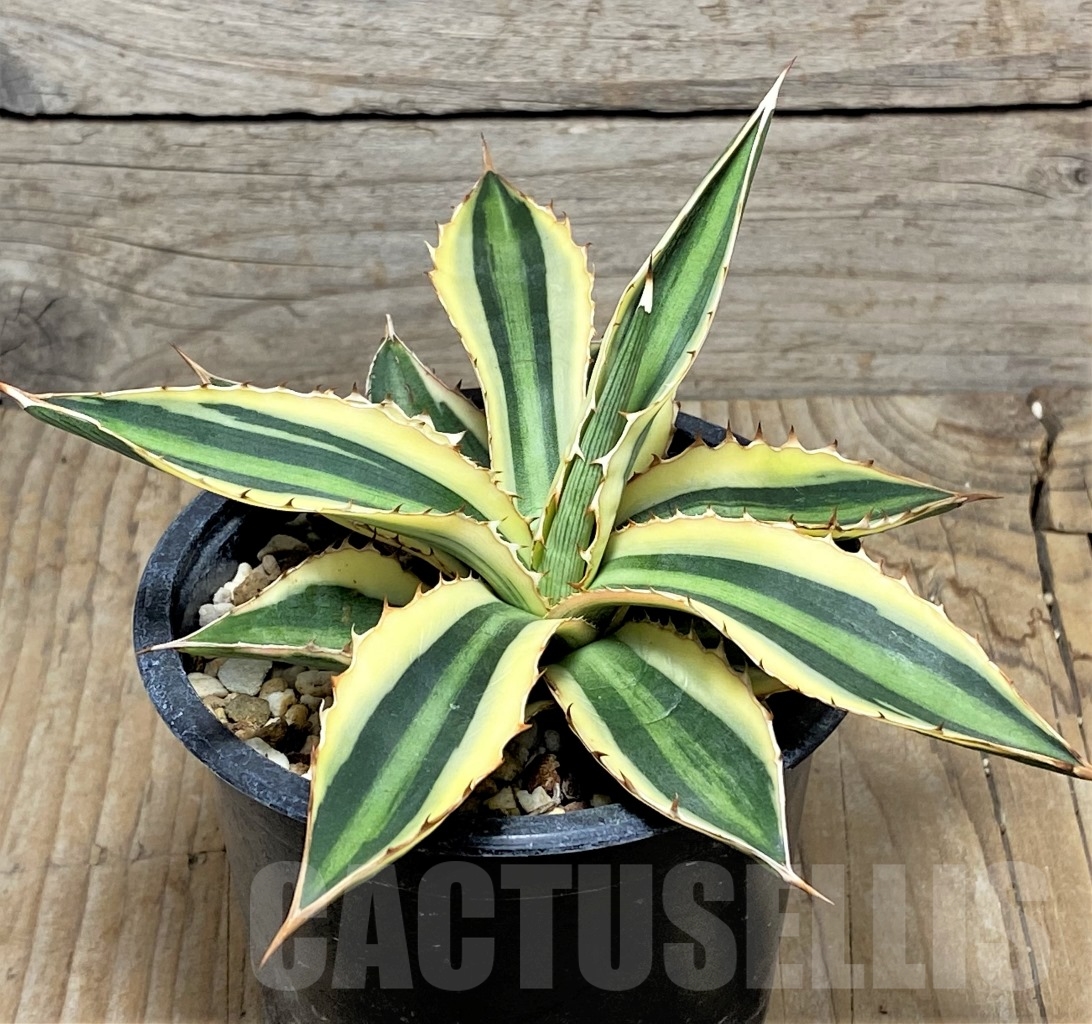 SHPR14832 Agave lophantha 'Quadricolor' - Image 2