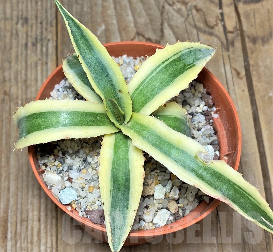 SHPR14834 Agave xylonacantha 'Frostbite'