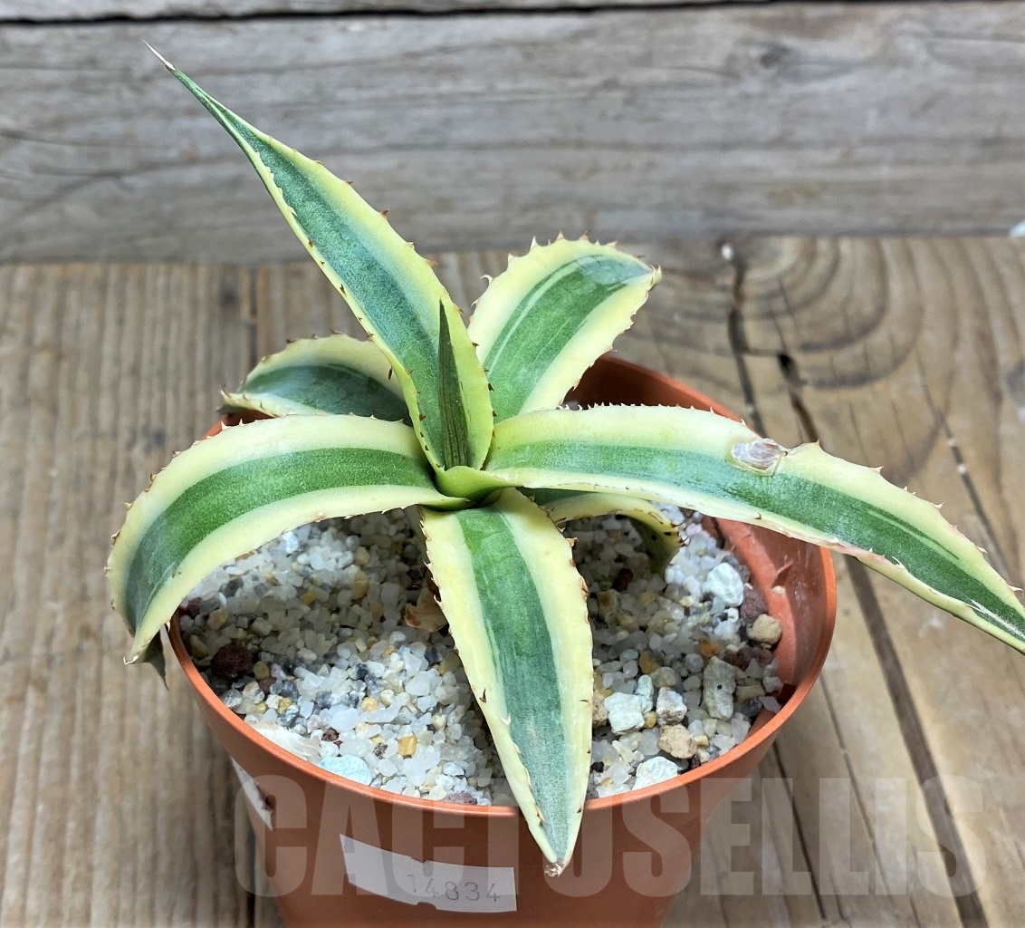 SHPR14834 Agave xylonacantha 'Frostbite' - Image 2