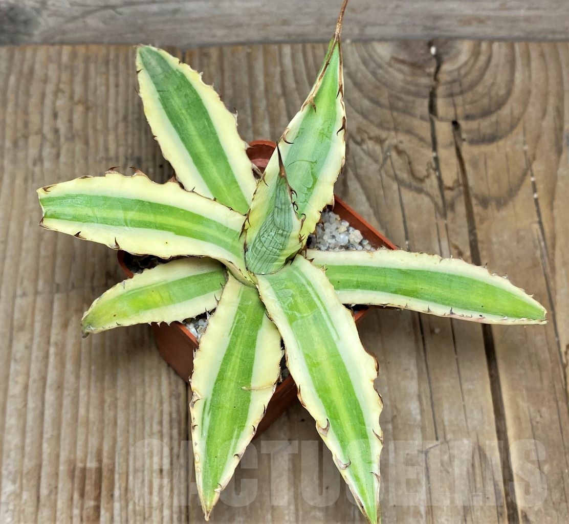 SHPR14835 Agave xylonacantha 'Frostbite'