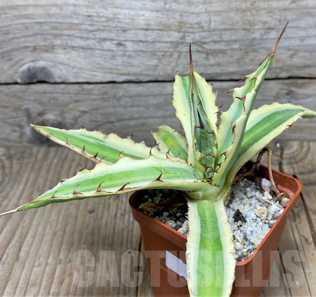 SHPR14835 Agave xylonacantha 'Frostbite' - Imagen 3