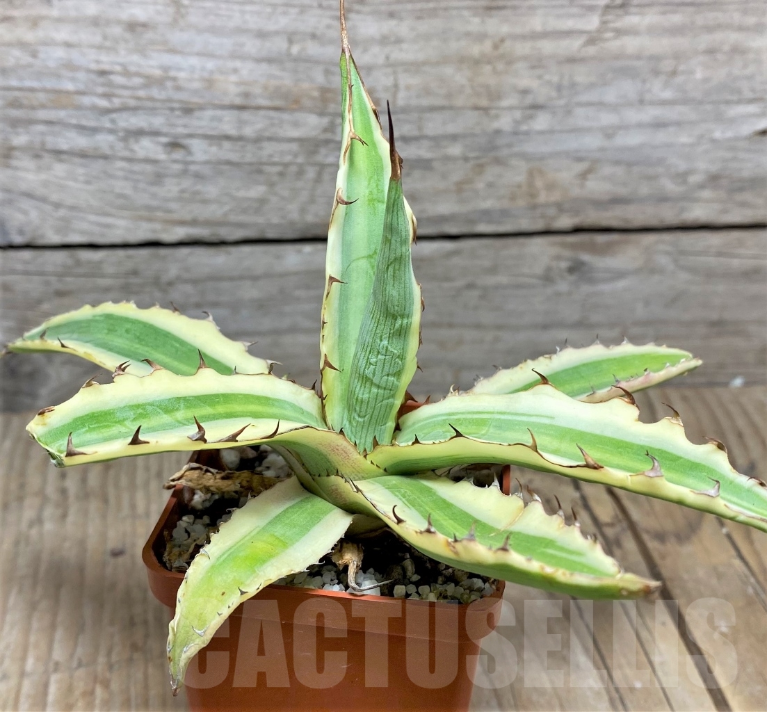 SHPR14835 Agave xylonacantha 'Frostbite' - Imagen 2