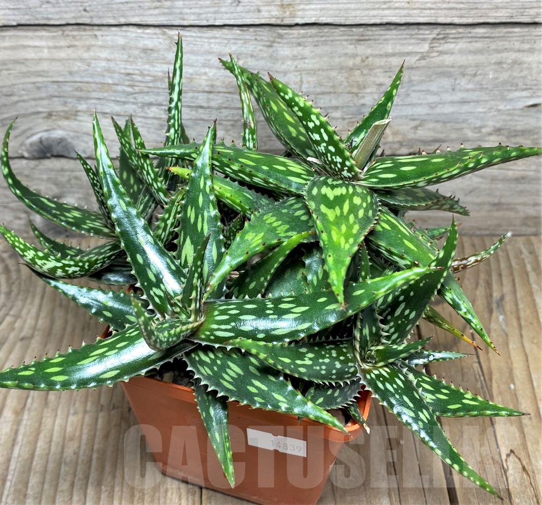 SHPR14839 Aloe jucunda ES 2094 - Image 2