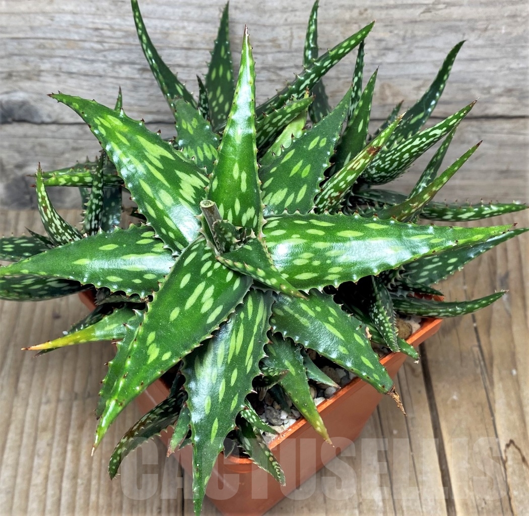 SHPR14839 Aloe jucunda ES 2094