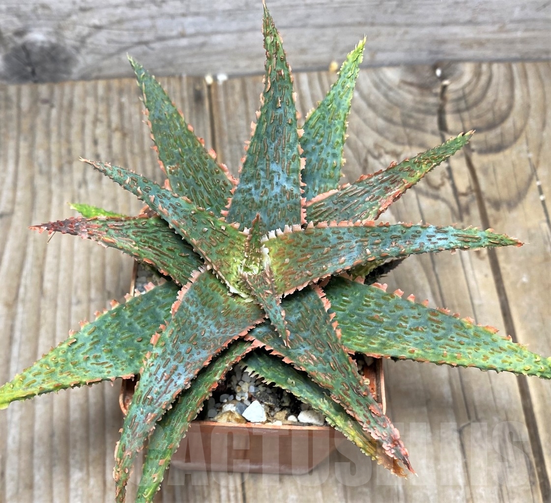 SHPR14842 Aloe 'Franco' x 'Vito' - Image 2