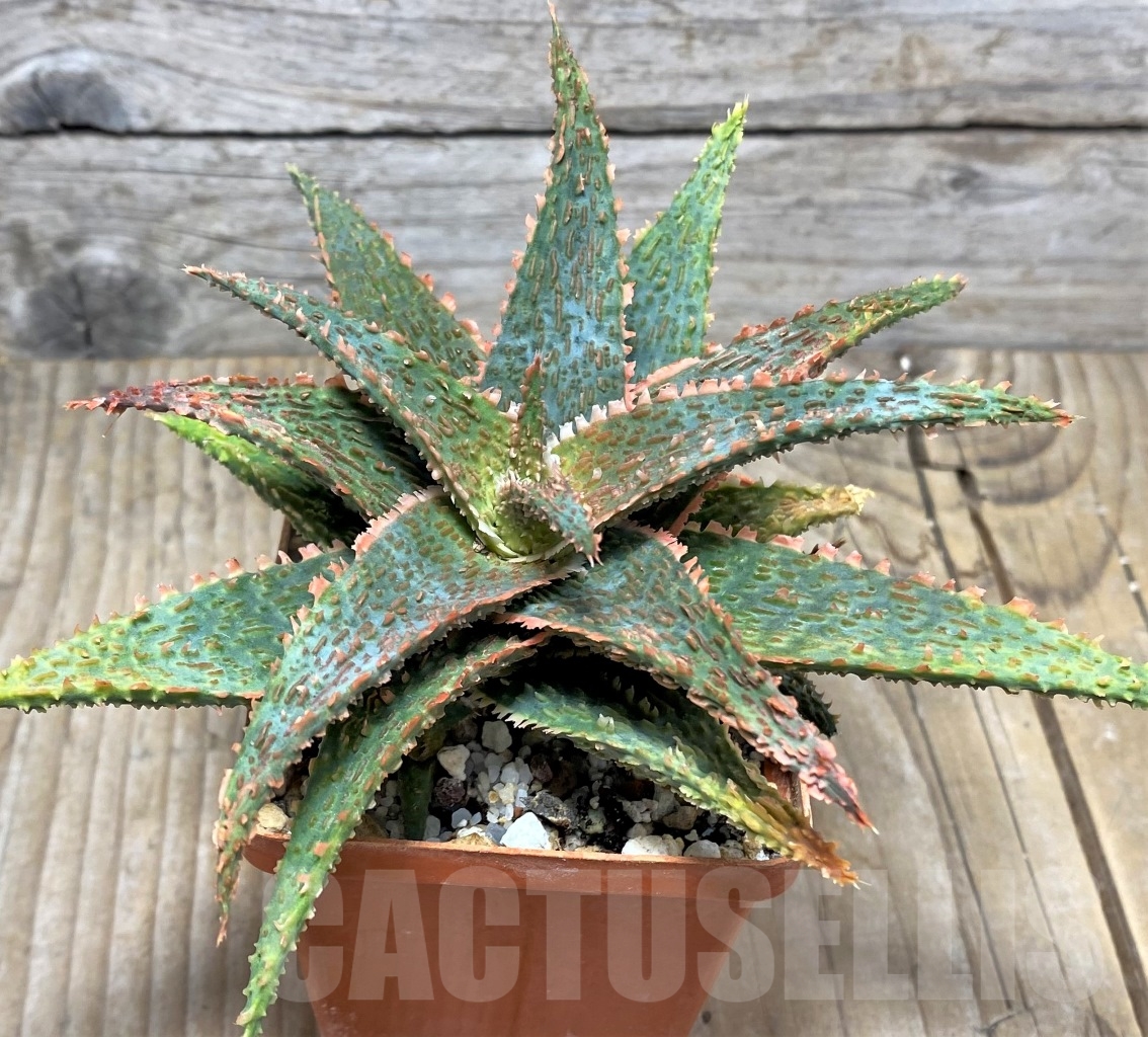 SHPR14842 Aloe 'Franco' x 'Vito'