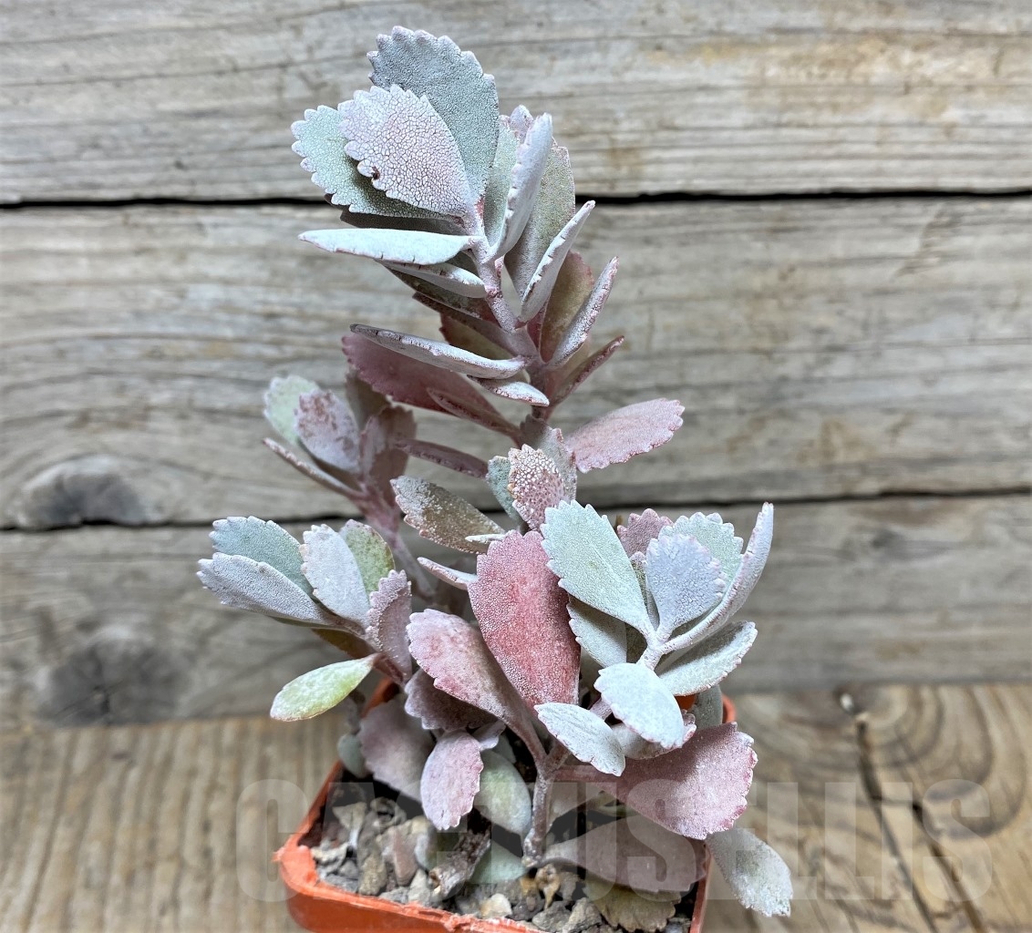 SHPR14843 Kalanchoe pumila - Зображення 3