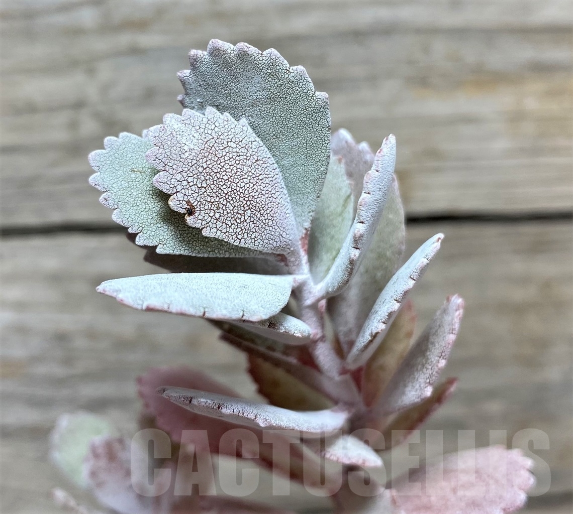 SHPR14843 Kalanchoe pumila