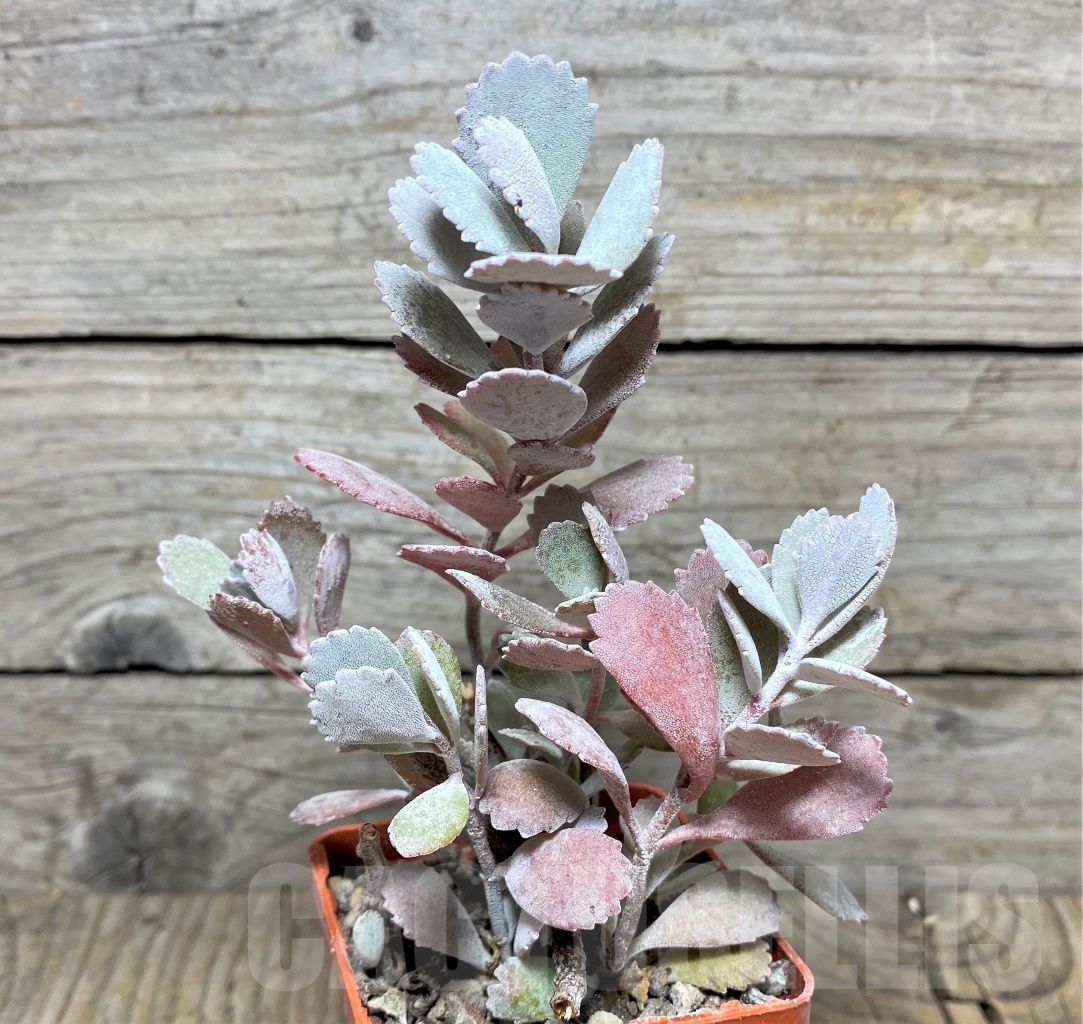 SHPR14843 Kalanchoe pumila - Зображення 2