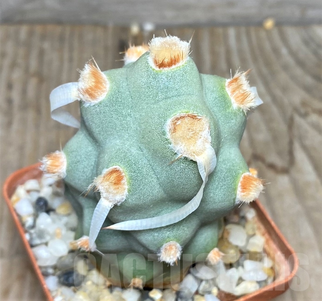 SHPR14845 Tephrocactus papyracanthus