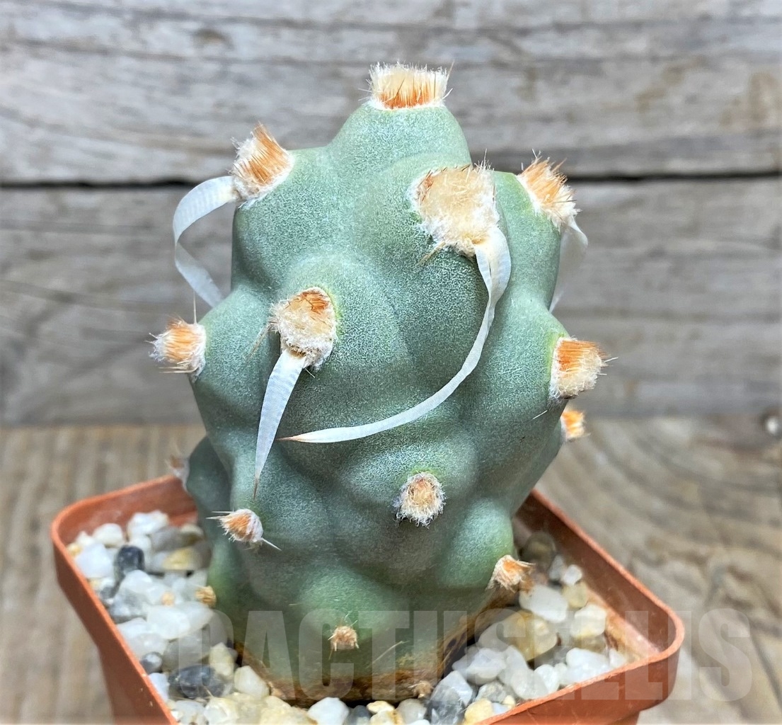 SHPR14845 Tephrocactus papyracanthus - immagine 2