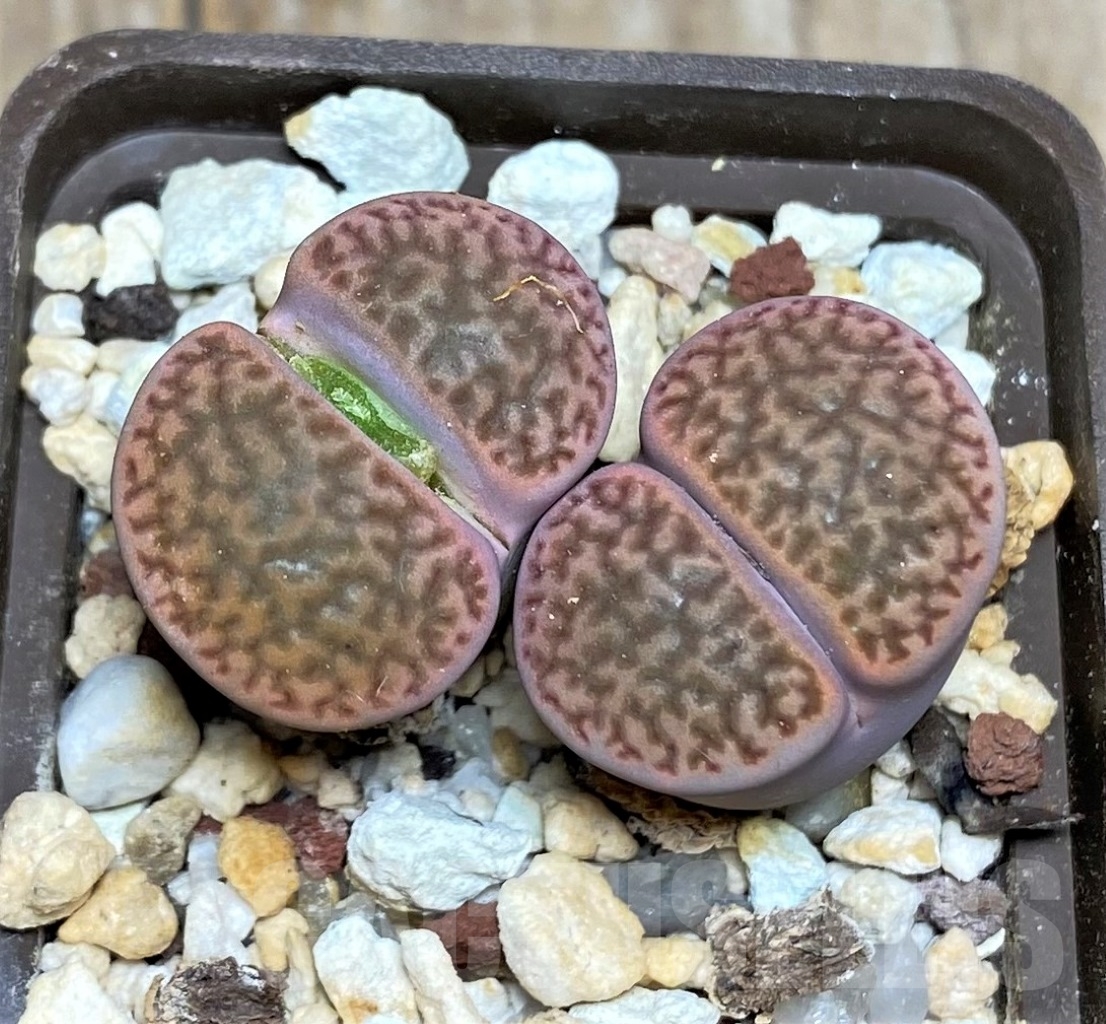 SHPR14847 Lithops hookeri