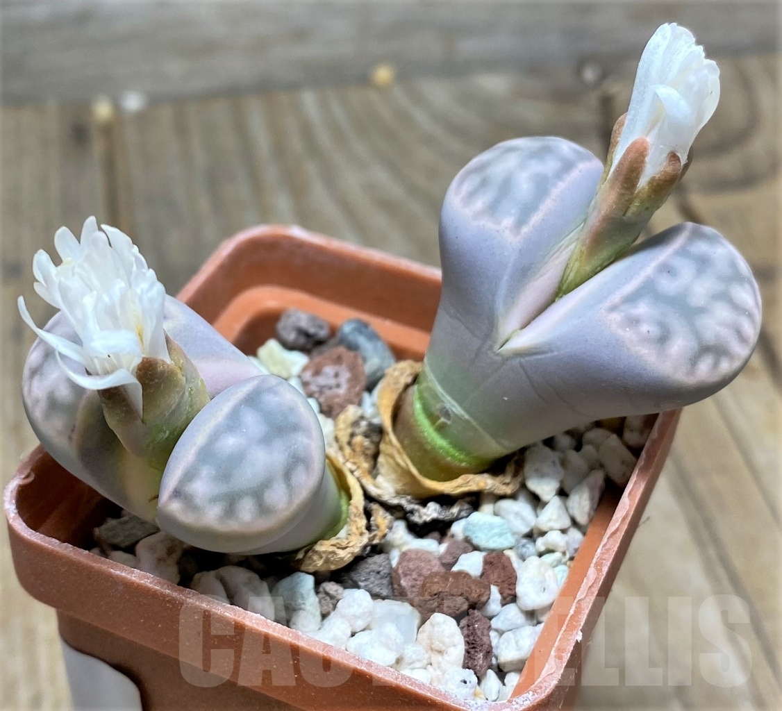 SHPR14849 Lithops karasmontana C 369A - Image 2