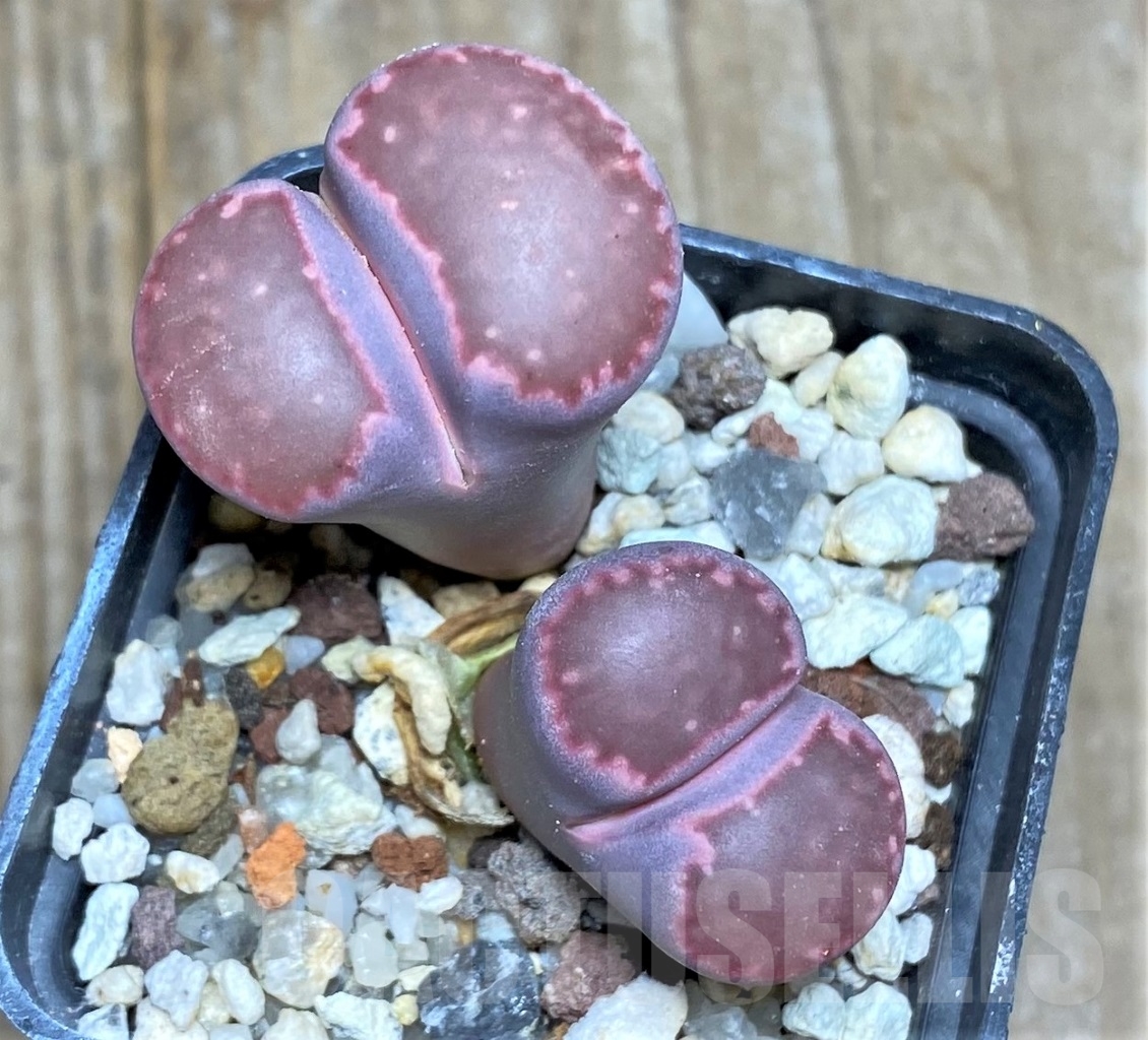 SHPR14853 Lithops julii x salicola 'Bacchus' - Image 2