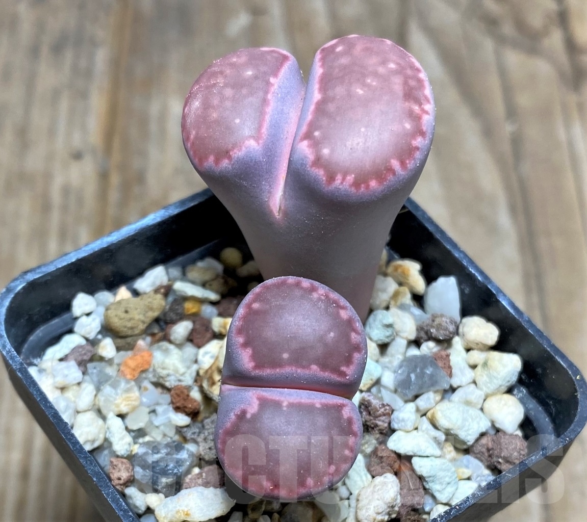 SHPR14853 Lithops julii x salicola 'Bacchus'