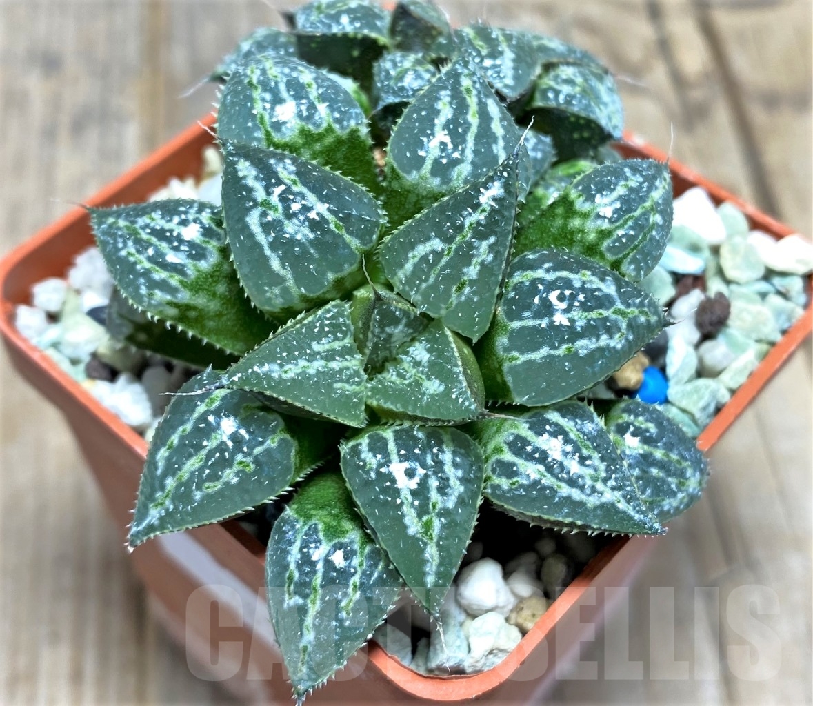 SHPR14857 Haworthia ‘Yuki Keshiki’