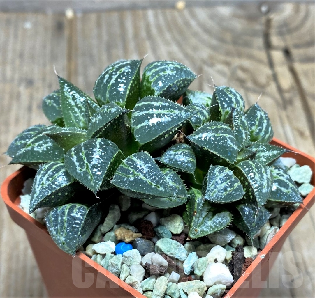 SHPR14857 Haworthia ‘Yuki Keshiki’ - Obrázek 2