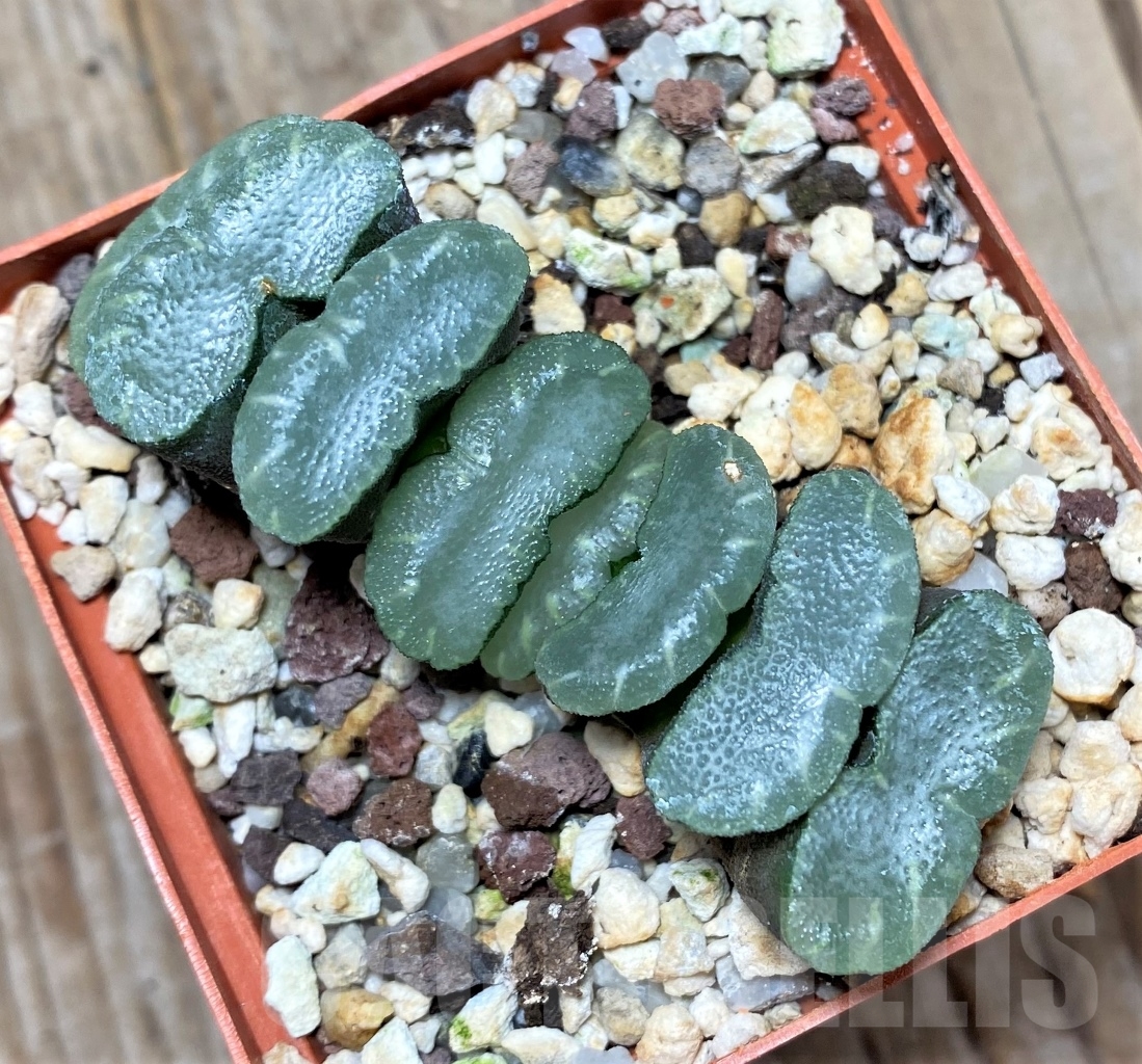 SHPR14859 Haworthia truncata -Japan-