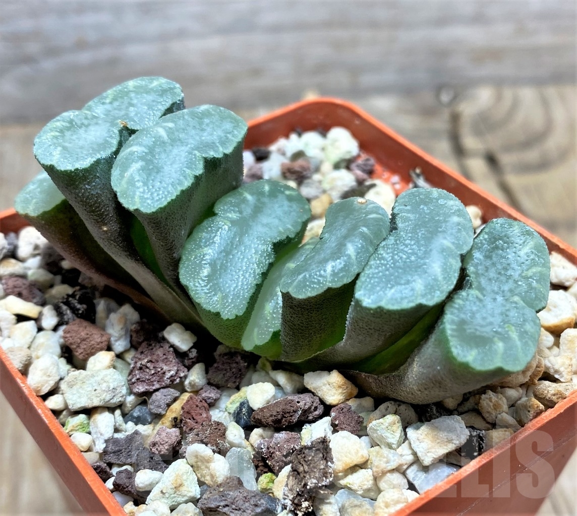 SHPR14859 Haworthia truncata -Japan- - Obrázek 2