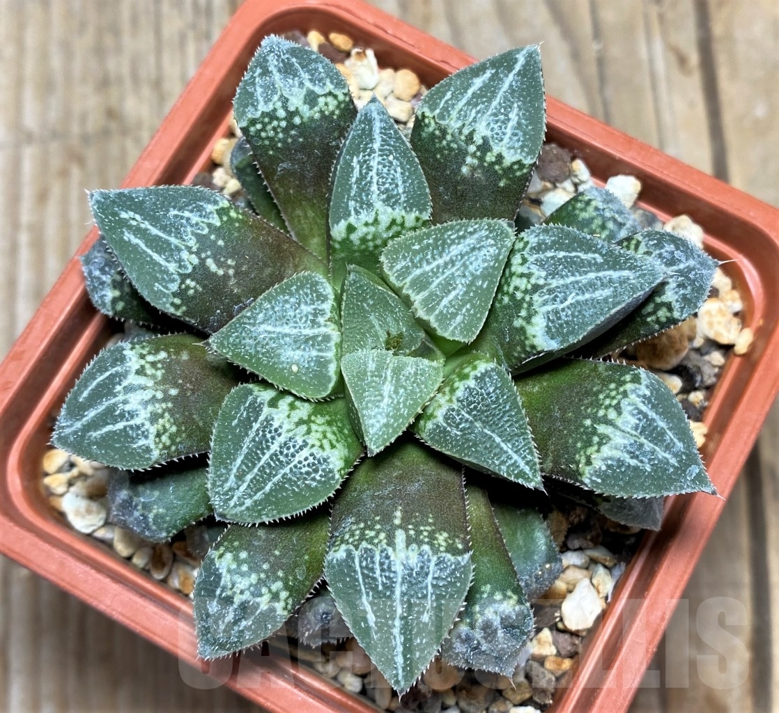 SHPR14860 Haworthia ‘Yuki Keshiki’ hybrid