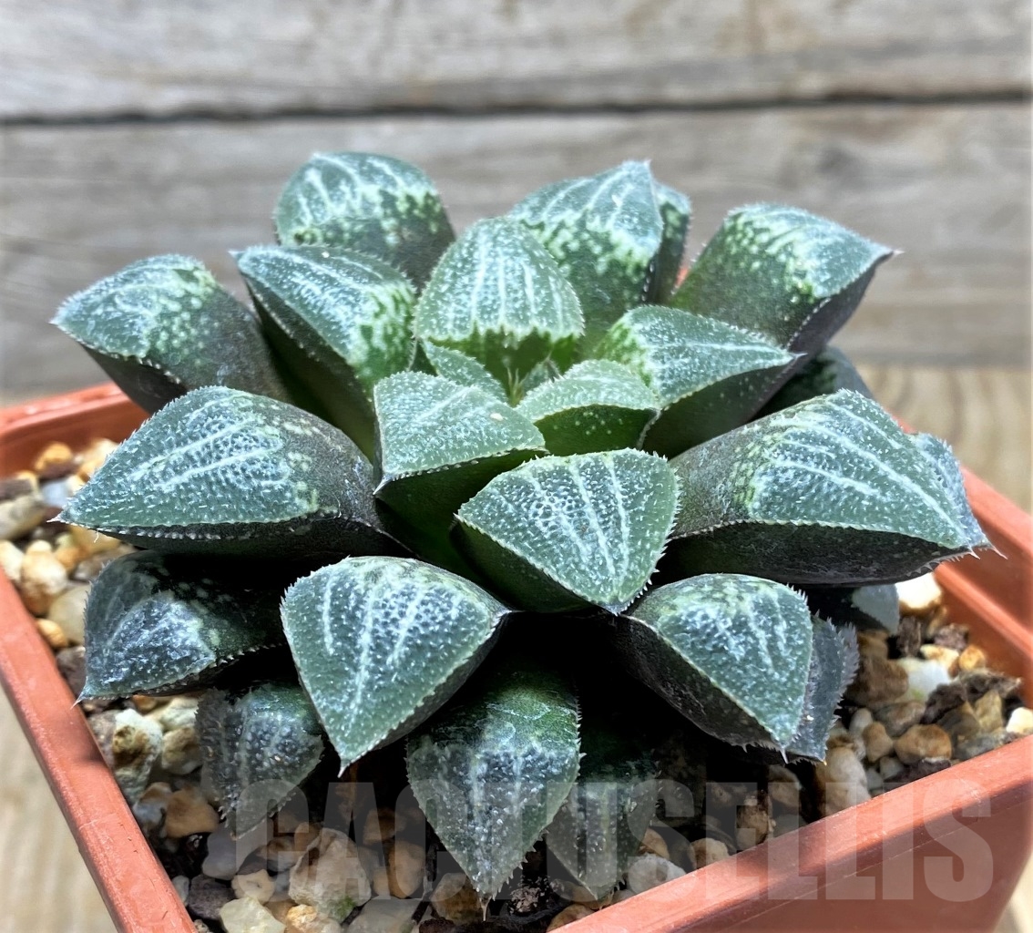 SHPR14860 Haworthia ‘Yuki Keshiki’ hybrid - Obrázek 2