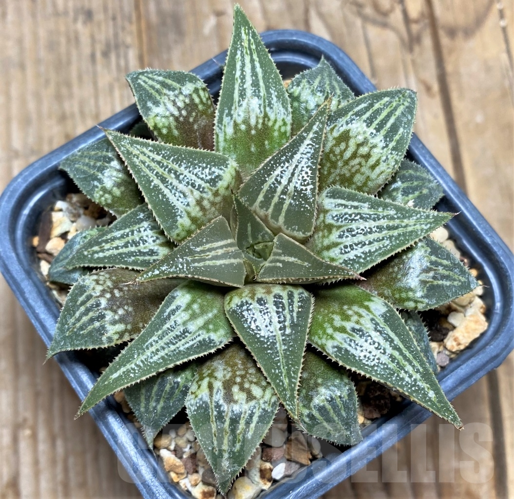 SHPR14862 Haworthia 'Bev's wonder' F2 SH