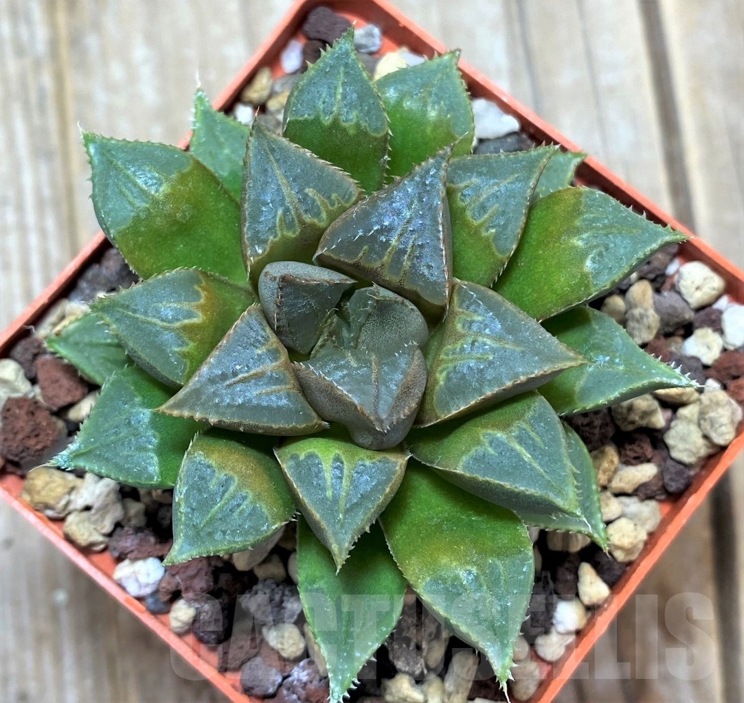 SHPR14863 Haworthia mirabilis 'Mundula'