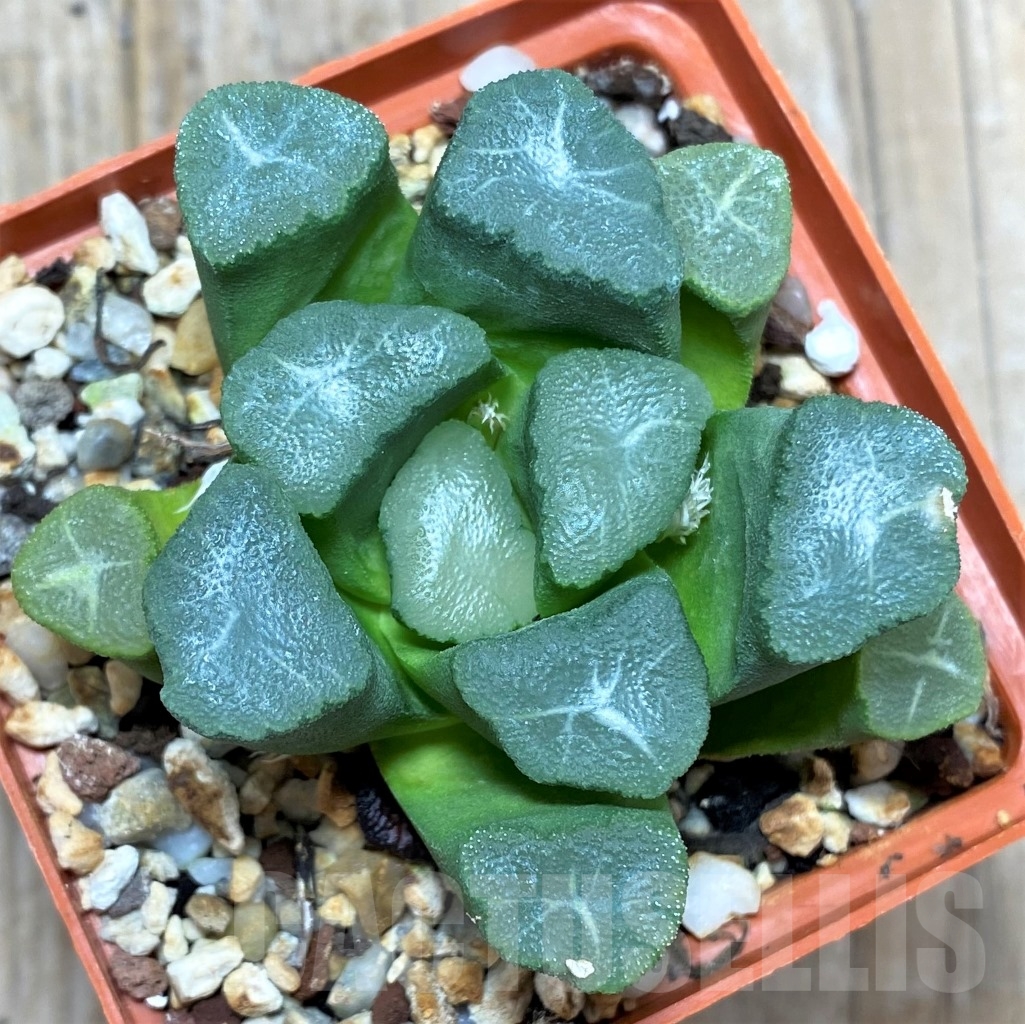 SHPR14865 Haworthia maughanii -Japan-
