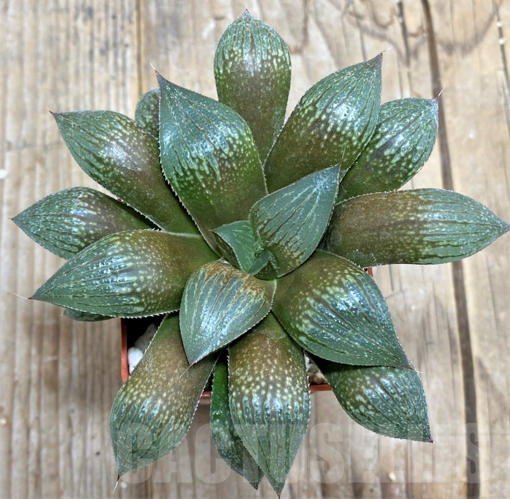 SHPR14867 Haworthia splendens hybrid - Imagen 2
