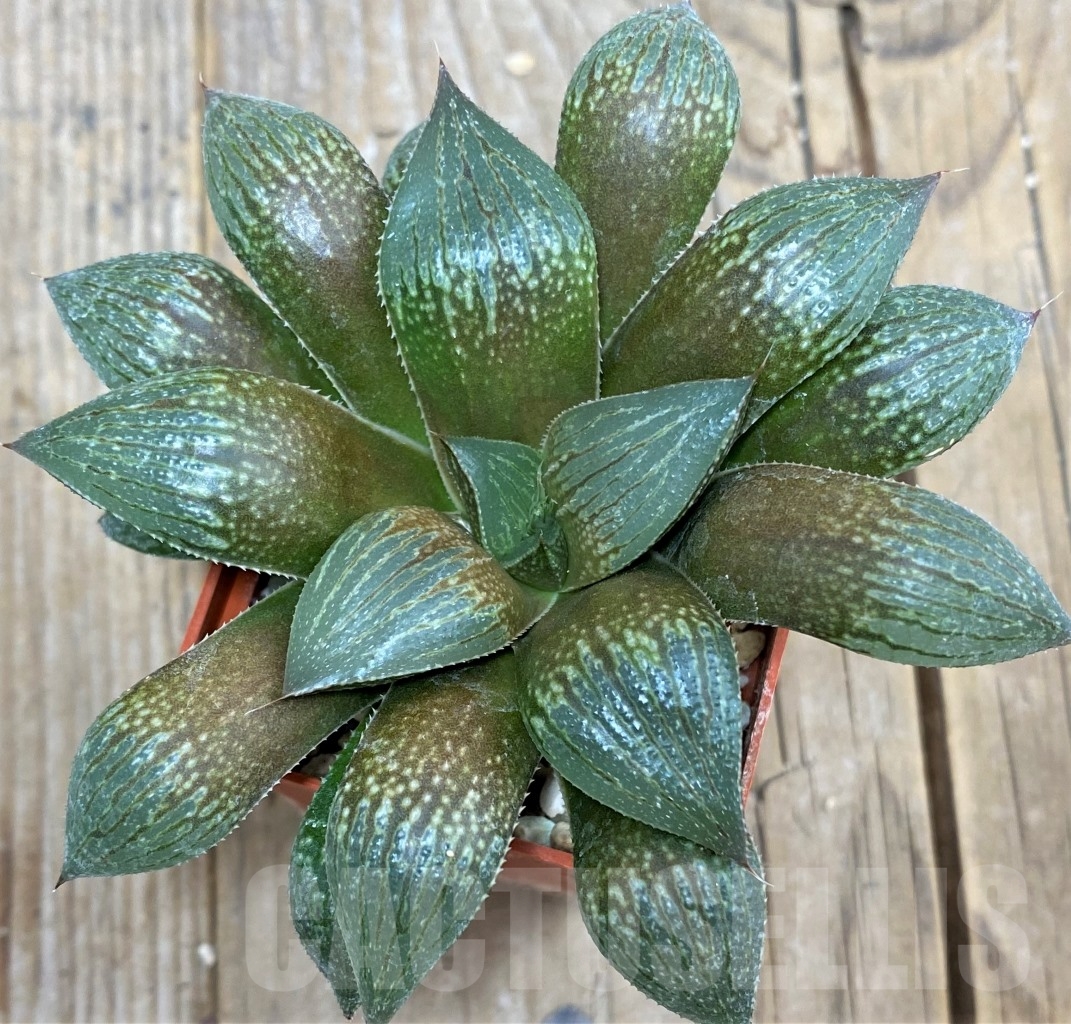 SHPR14867 Haworthia splendens hybrid