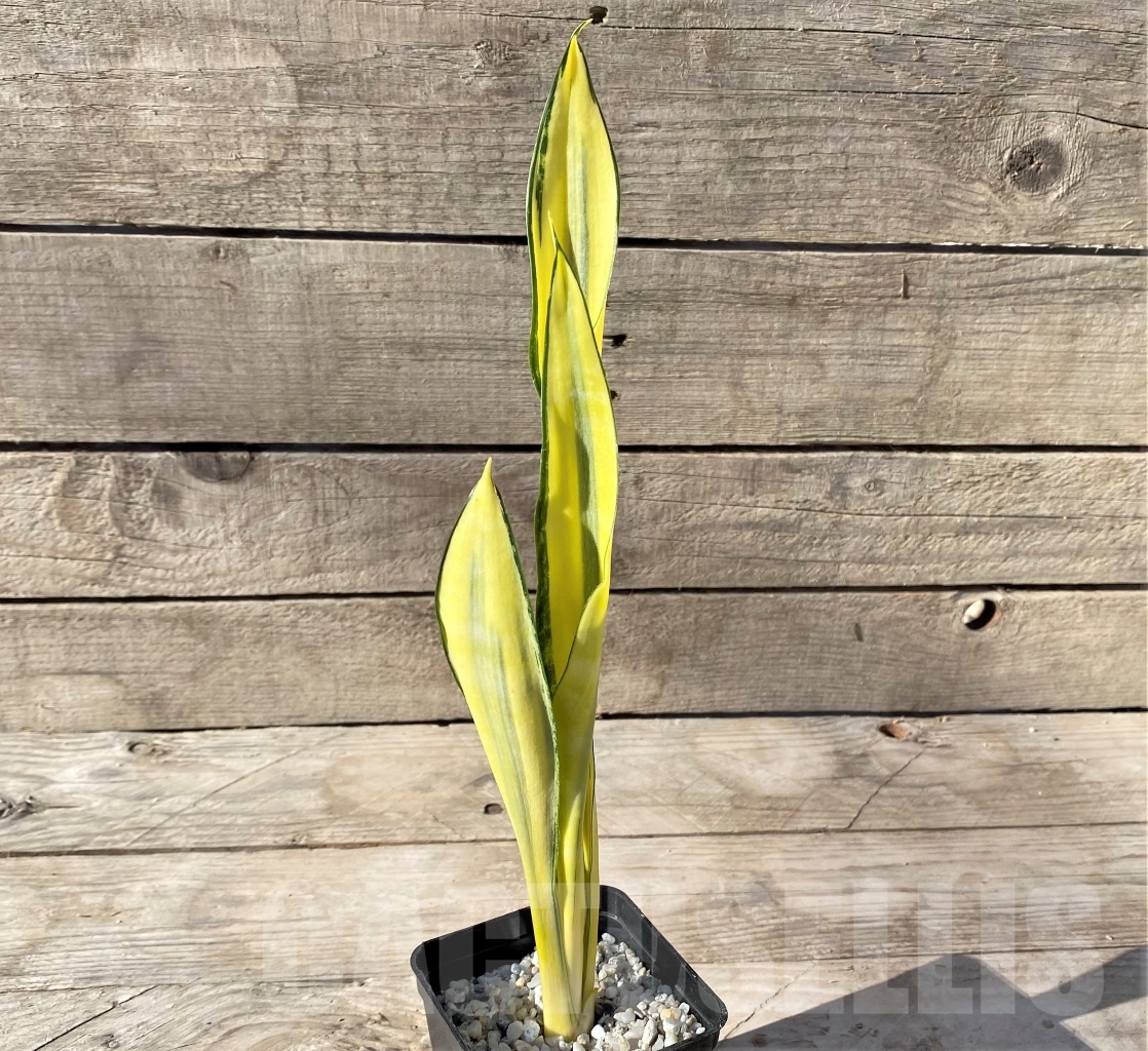 SHPR14892 Sansevieria 'Golden Banner' mutation - Image 2
