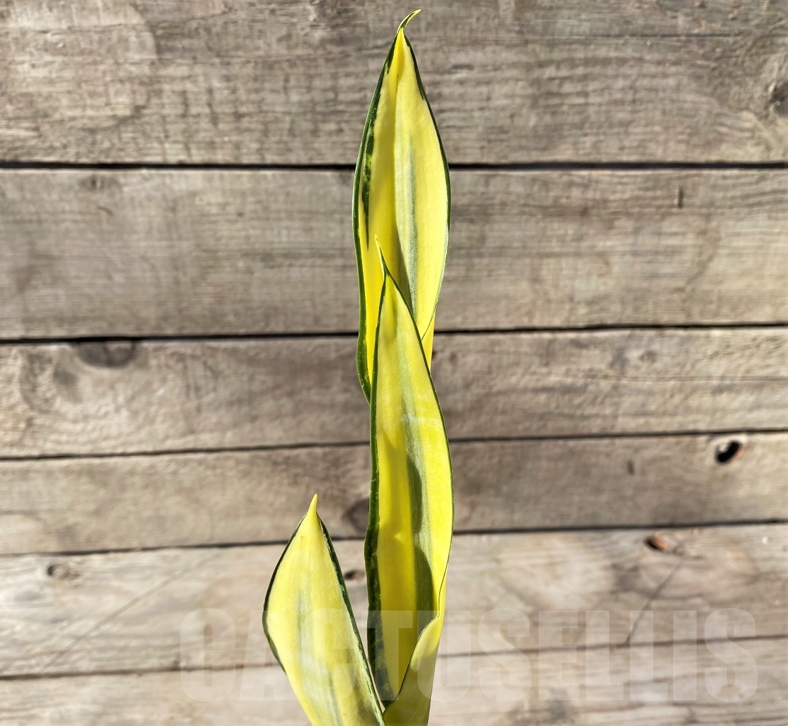 SHPR14892 Sansevieria 'Golden Banner' mutation