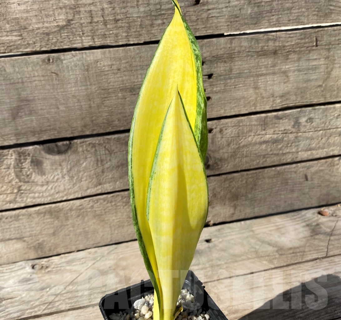 SHPR14895 Sansevieria 'Golden Banner' mutation - Image 2