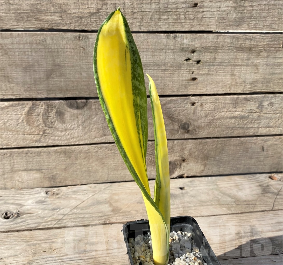 SHPR14895 Sansevieria 'Golden Banner' mutation - Image 3