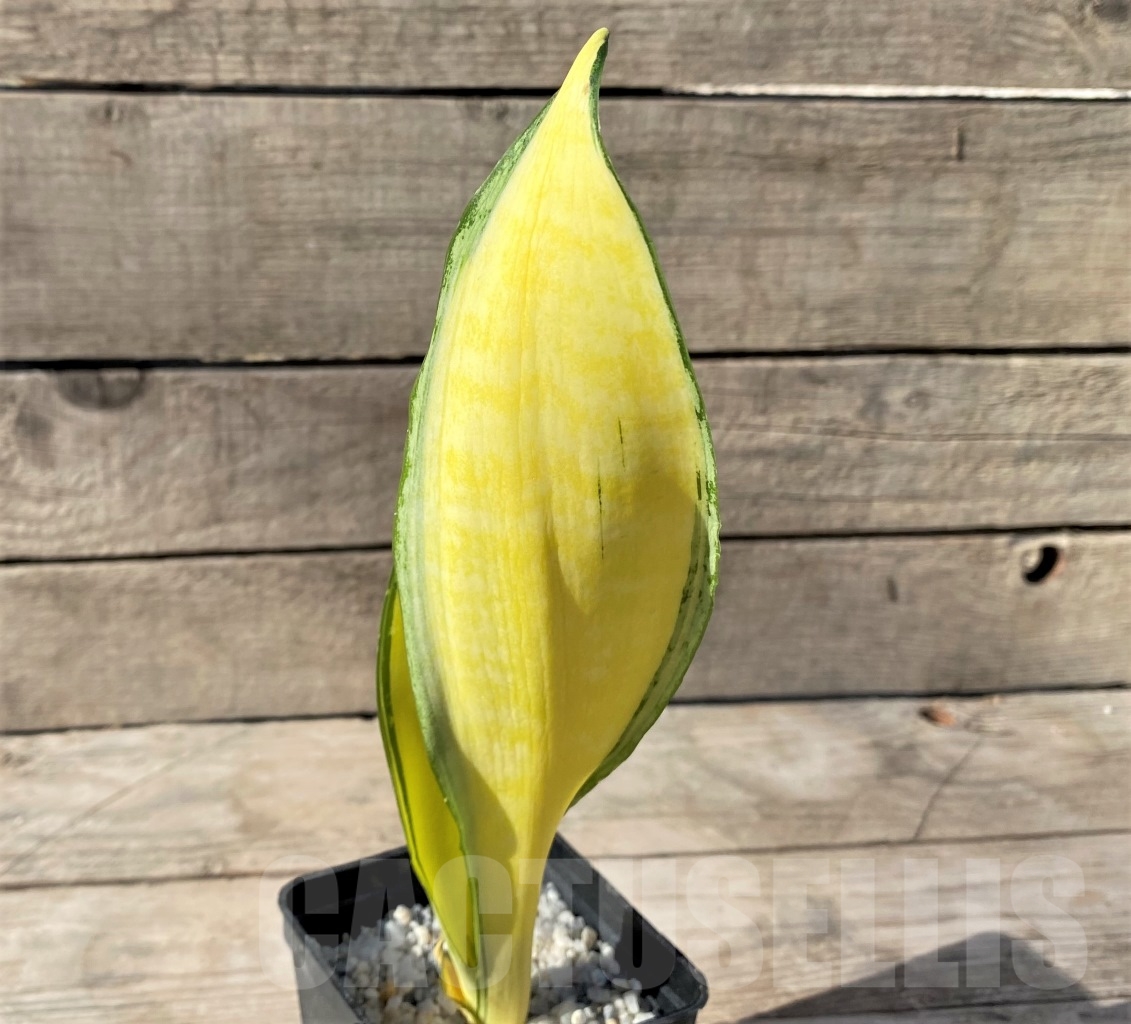 SHPR14895 Sansevieria 'Golden Banner' mutation - Image 4