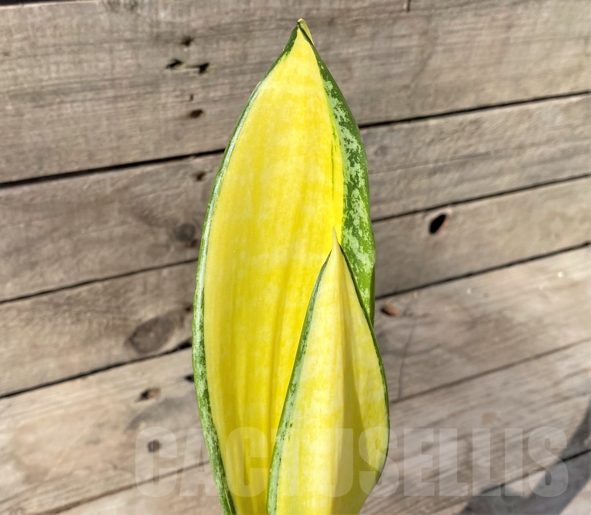 SHPR14895 Sansevieria 'Golden Banner' mutation