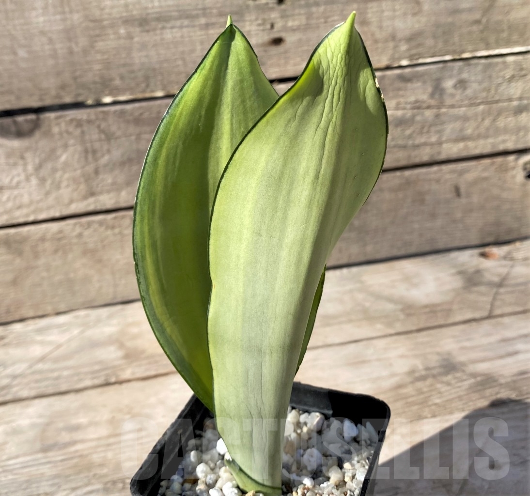 SHPR14896 Sansevieria Moonshine