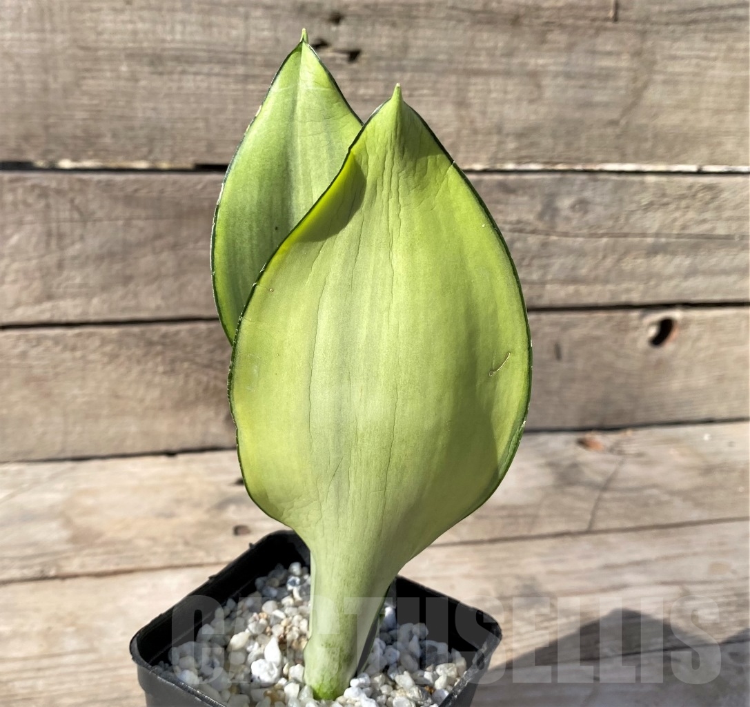 SHPR14896 Sansevieria Moonshine - 画像 (2)