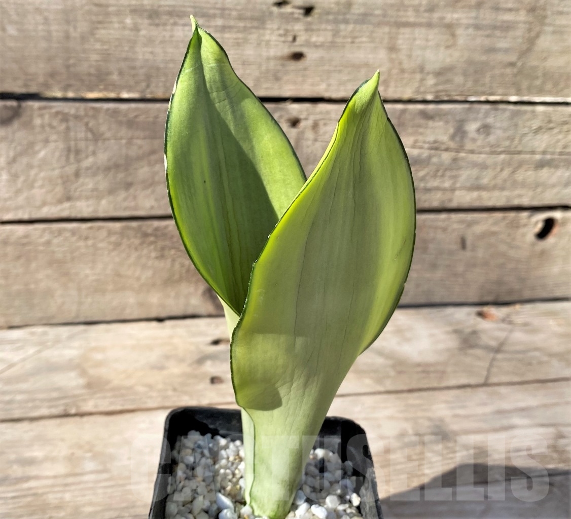 SHPR14896 Sansevieria Moonshine - 画像 (3)