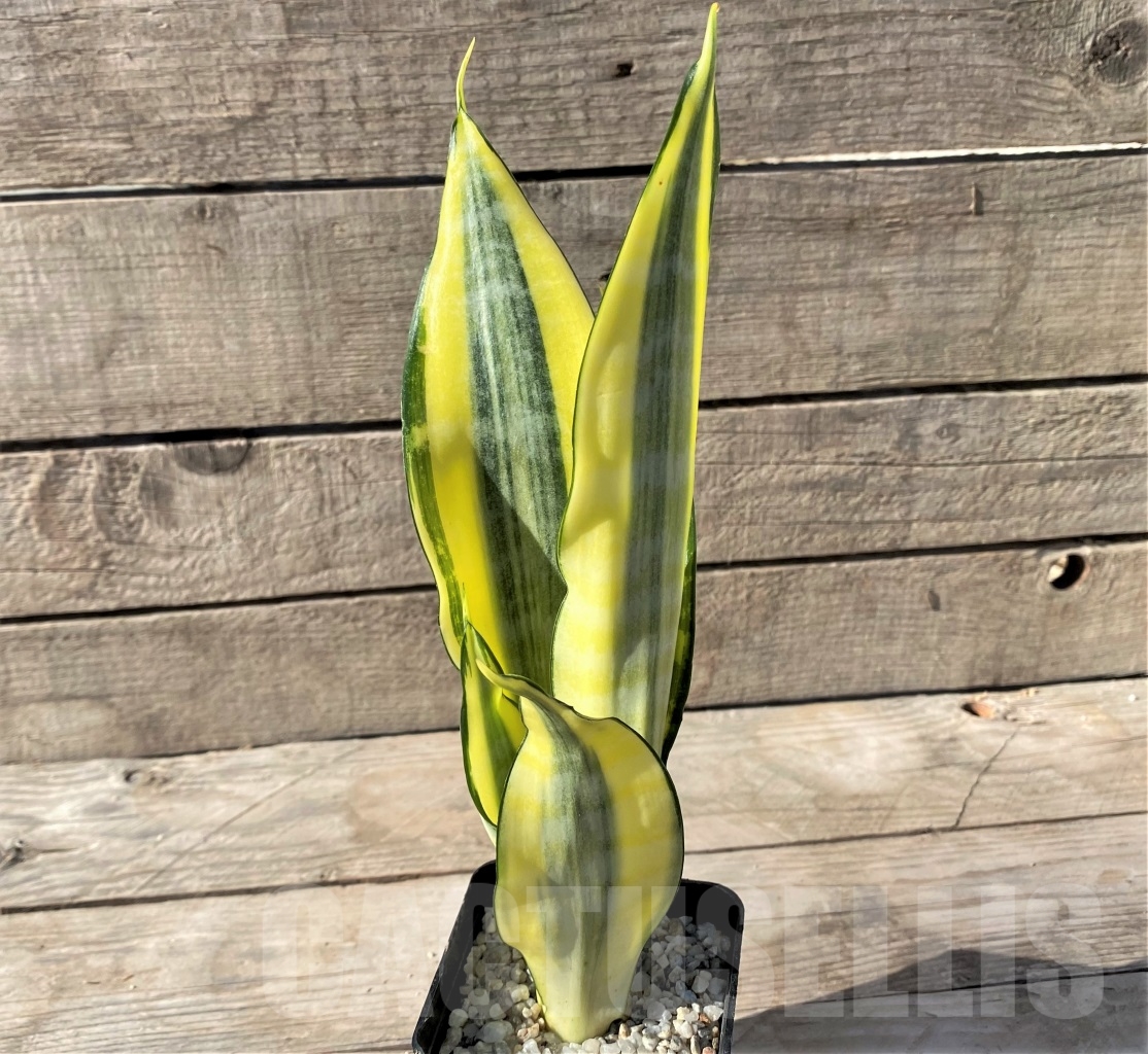 SHPR14900 Sansevieria Asahi - immagine 2