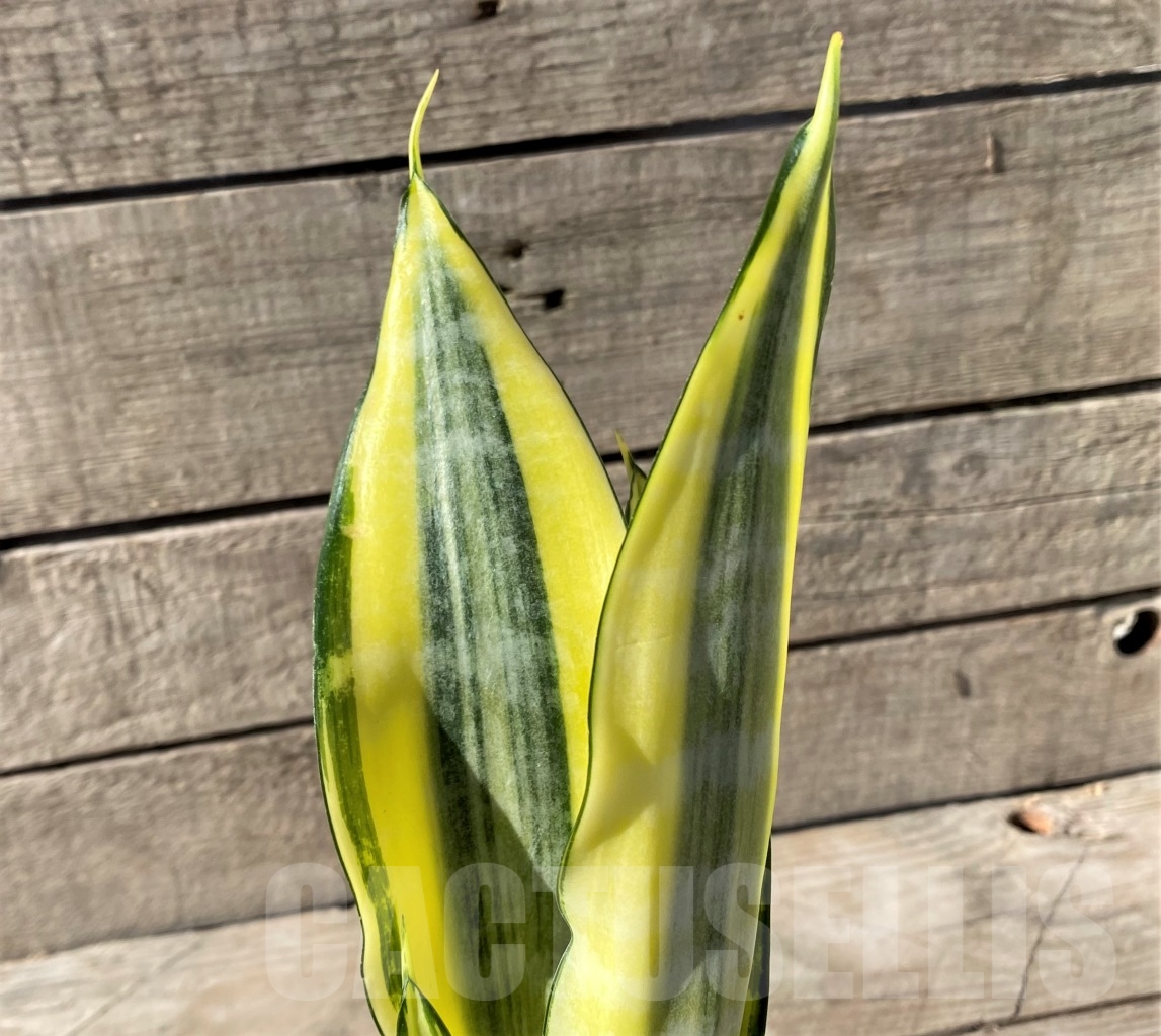 SHPR14900 Sansevieria Asahi