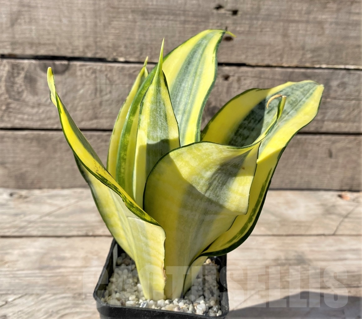 SHPR14901 Sansevieria Asahi - Image 2