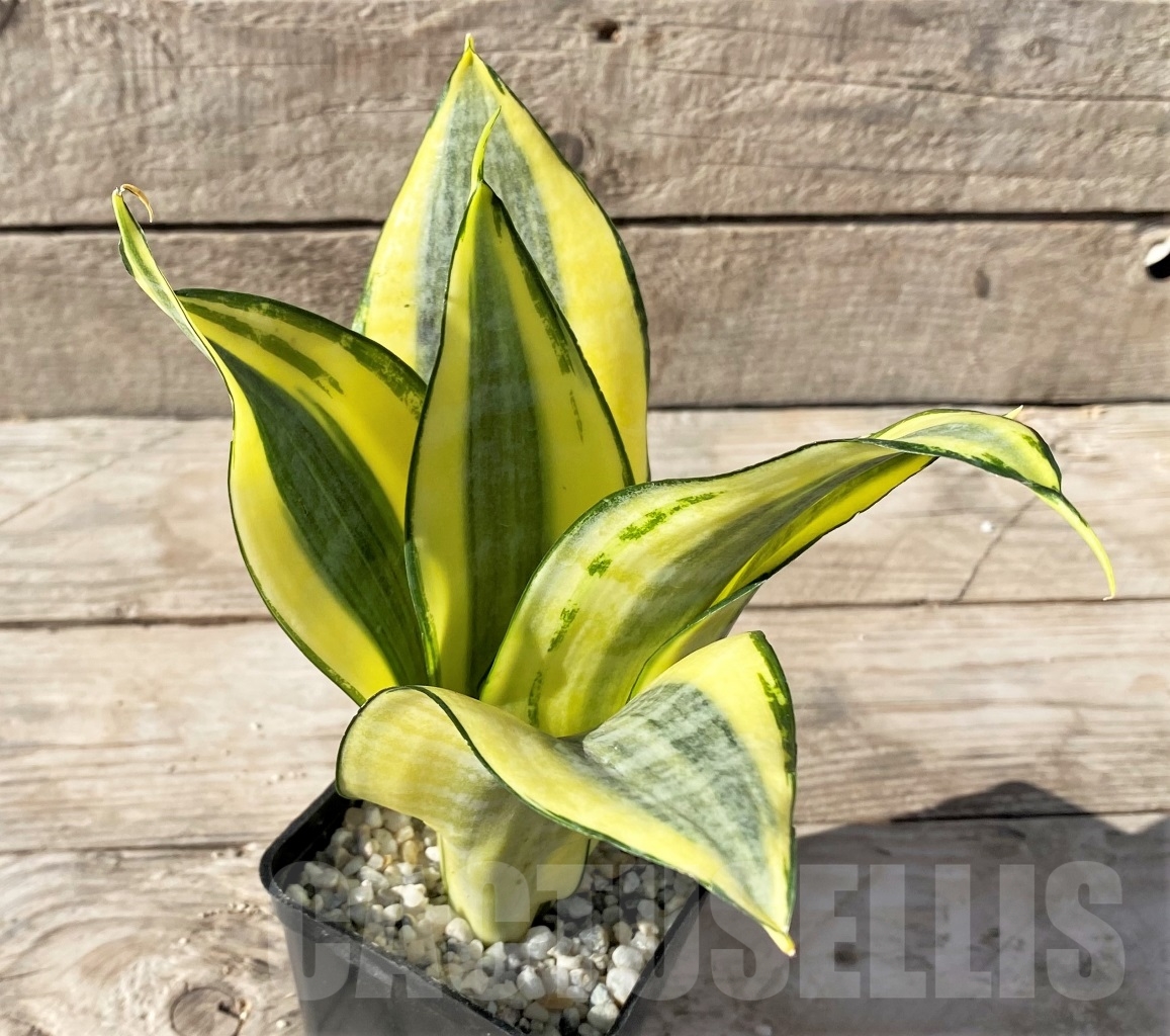 SHPR14901 Sansevieria Asahi