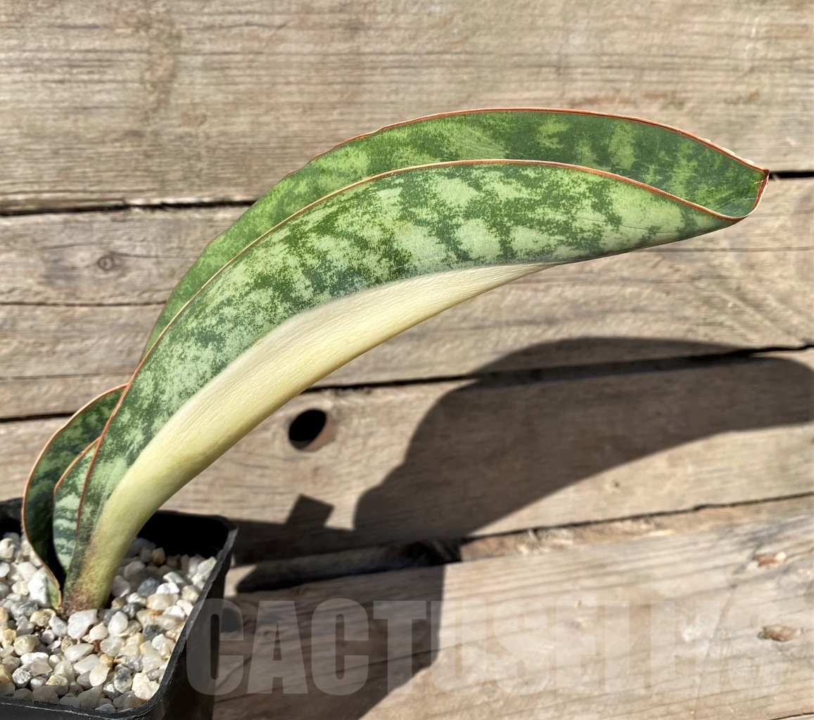 SHPR14902 Sansevieria Masoniana Mediopicta