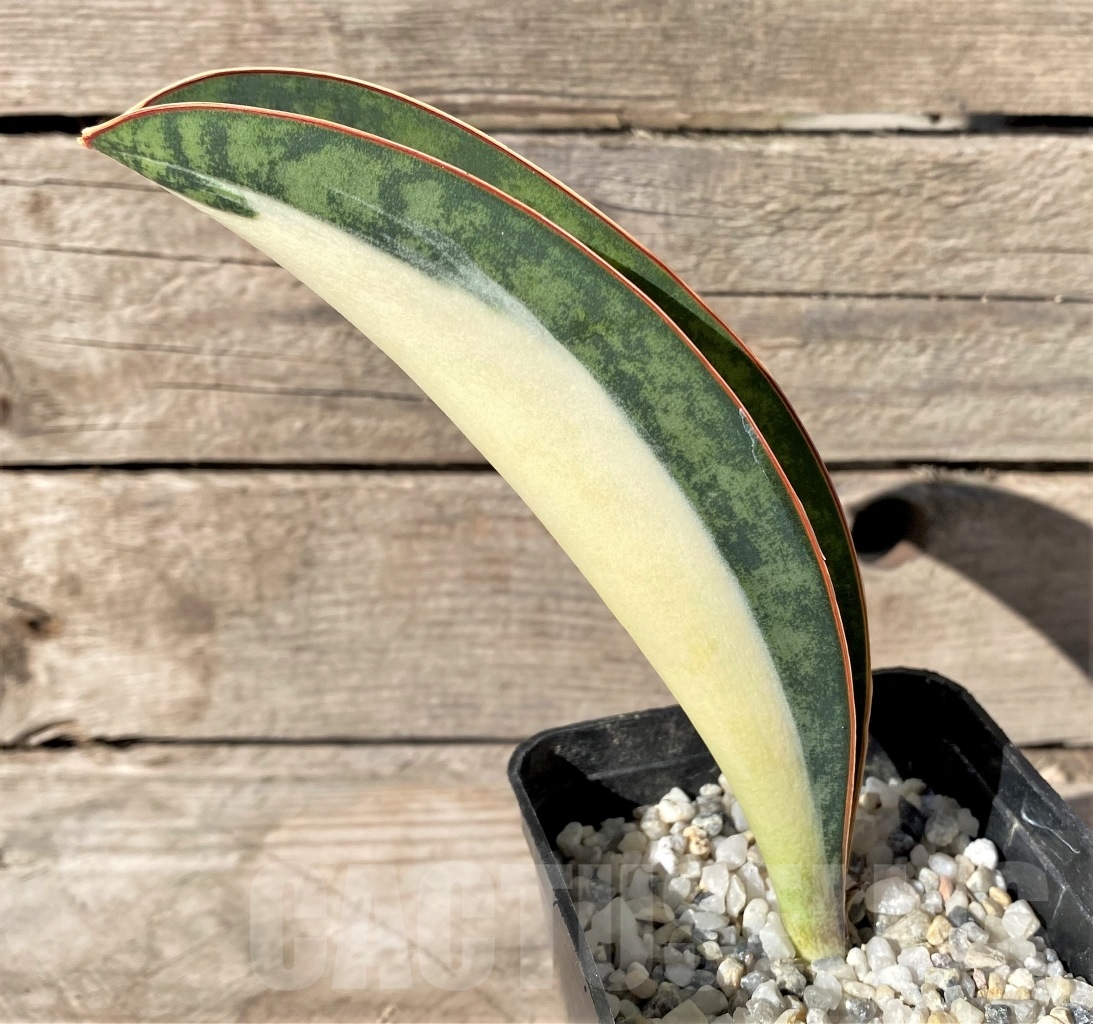 SHPR14903 Sansevieria Masoniana Mediopicta