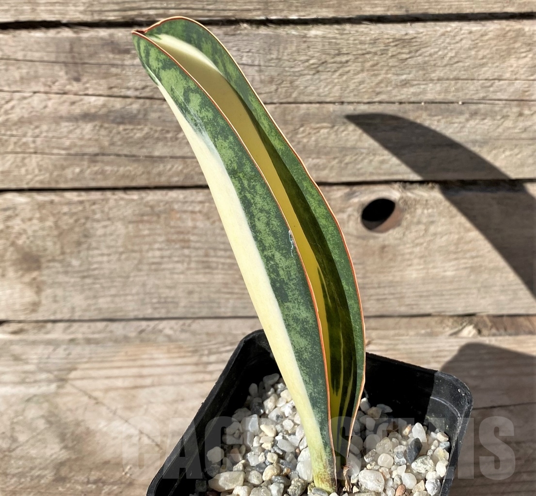 SHPR14903 Sansevieria Masoniana Mediopicta - Image 2