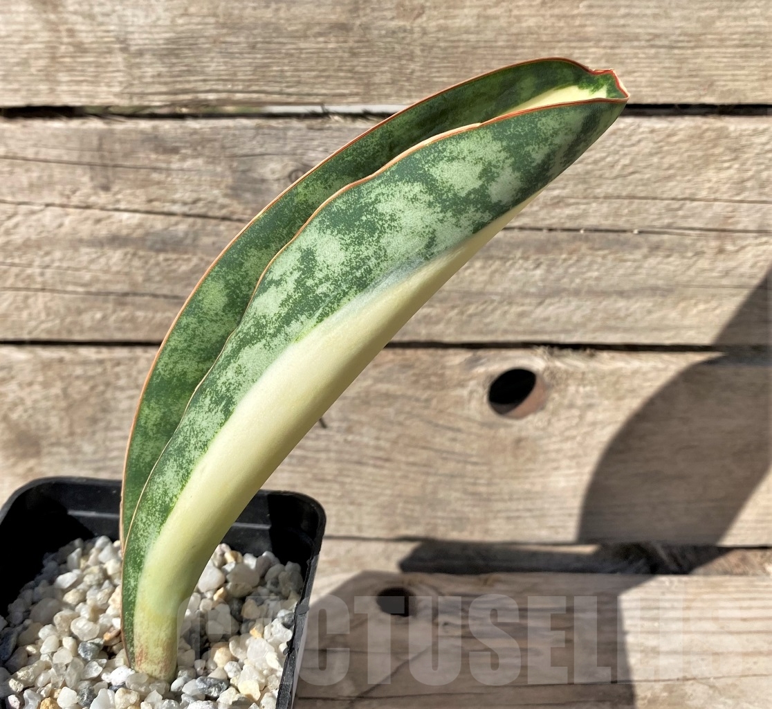 SHPR14905 Sansevieria Masoniana Mediopicta