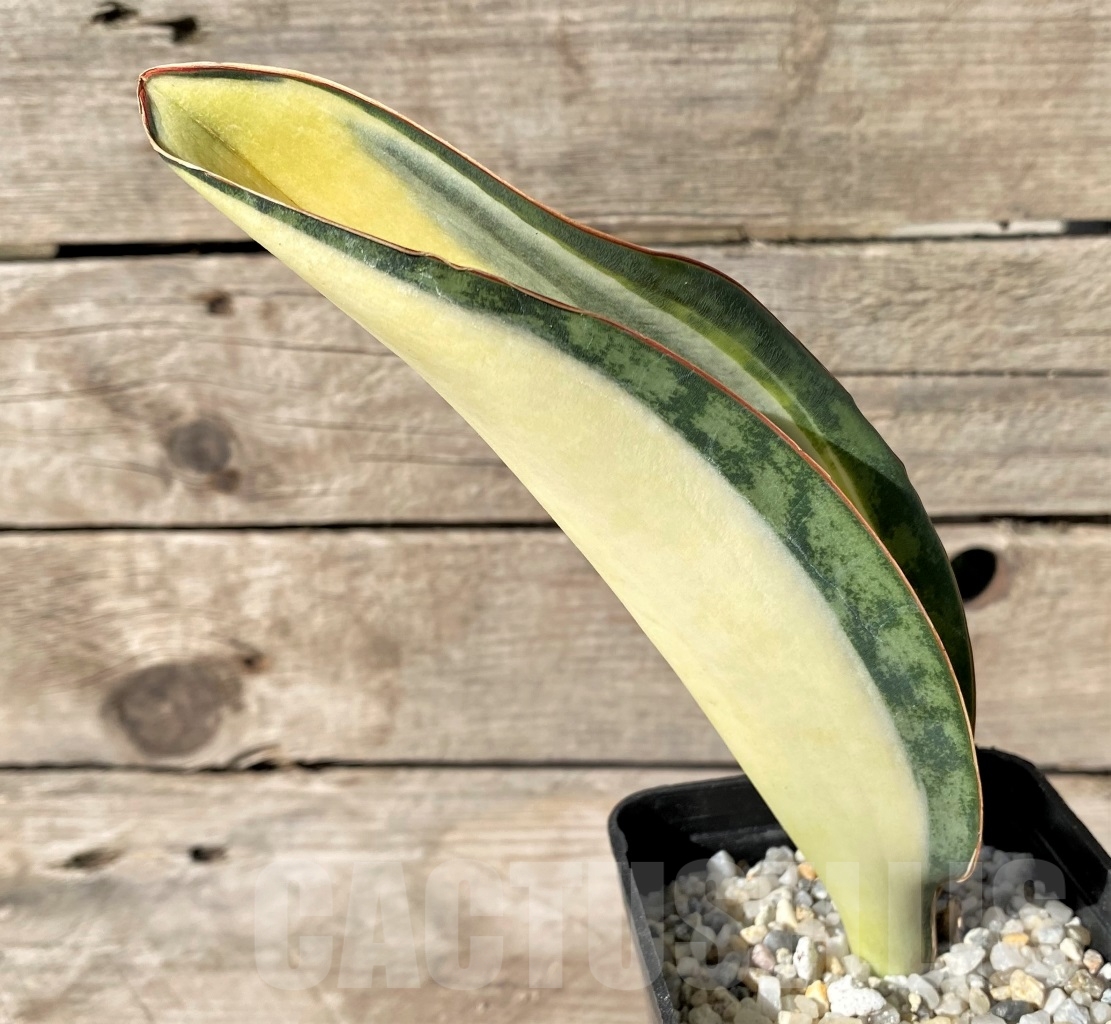 SHPR14906 Sansevieria Masoniana Mediopicta