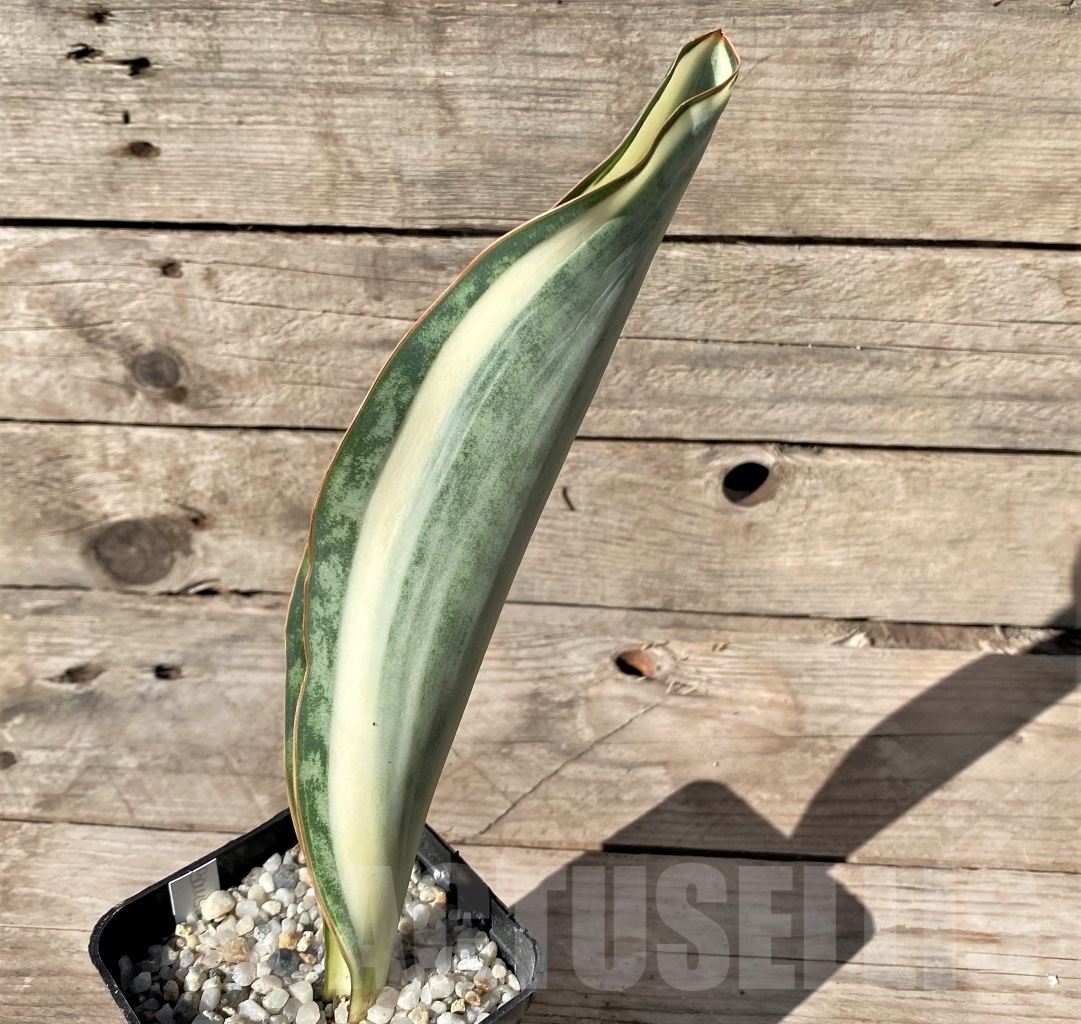 SHPR14907 Sansevieria Masoniana
