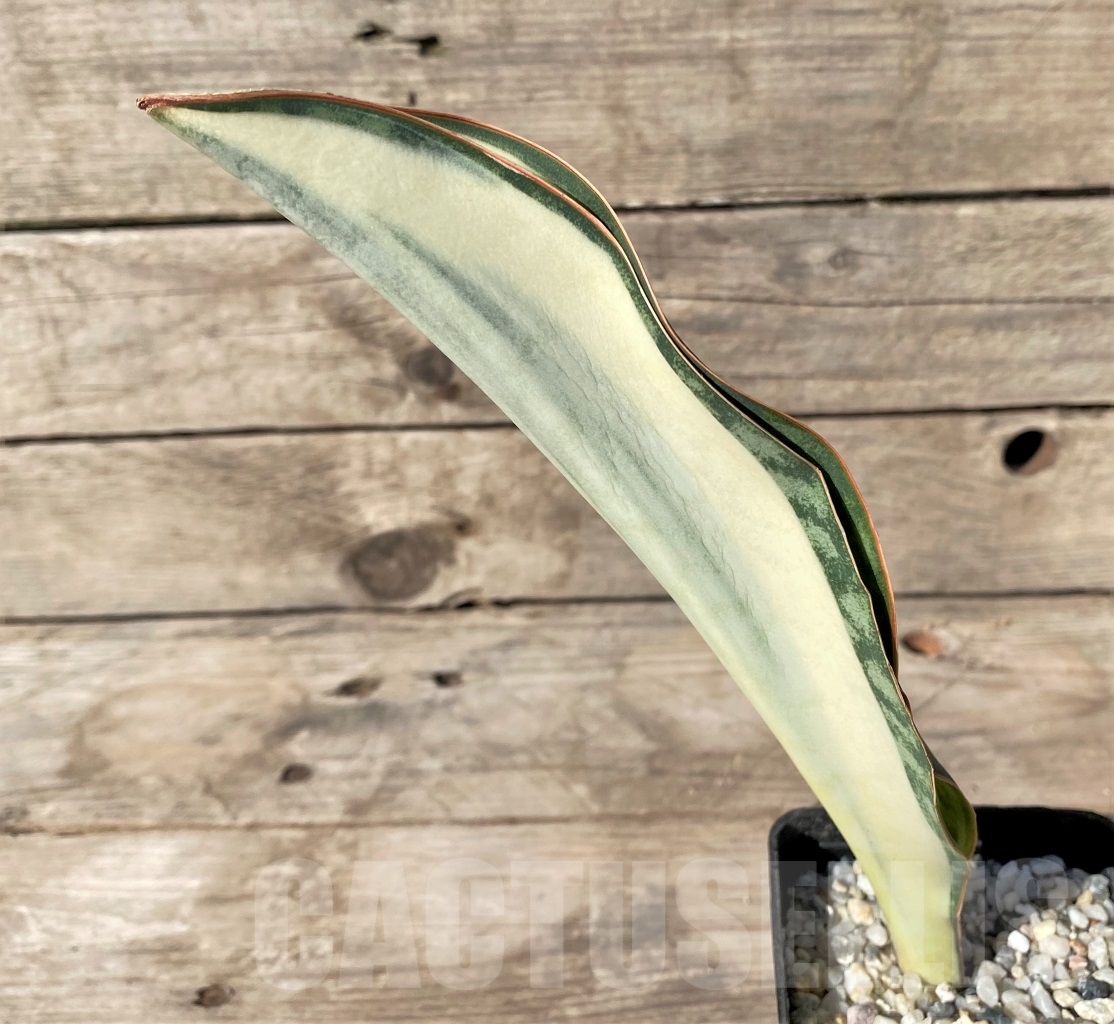 SHPR14907 Sansevieria Masoniana - Image 2